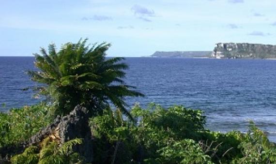 The tree-like cycad species known as Cycas micronesica was once the most common tree in Guam's limestone forests and a key part of the CHamoru diet but has become endangered due to several non-native insect species that feed on the plants.  CREDIT - University of Guam