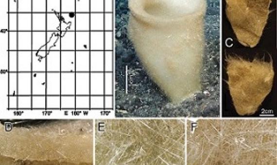Bathydorus poculum sp. nov., holotype NIWA 126338, distribution, skeleton, and morphology A distribution in New Zealand waters B holotype in situ (scale bar approximate) C dermal (upper) and atrial (lower) sides of the preserved main part of the collected fragment D magnified area of the oscular margin, showing the atrial surface curving out over the dermal surface E dermal surface with dense prostal diactins F atrial surface with similarly dense prostal diactins. Image B captured by ROV Team GEOMAR, ROV Ki