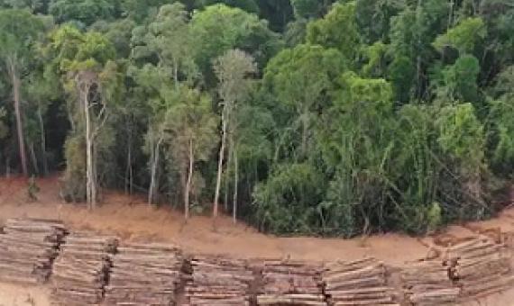 Deforestation of vital bird habitats is one of the biggest threats to birds. Image credit: Rich Carey/Shutterstock.com