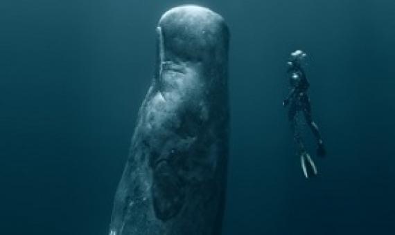 A new report analysing over 250 peer reviewed scientific articles finds that the impacts of mining deep sea polymetallic nodules would be extensive, severe, and last for generations