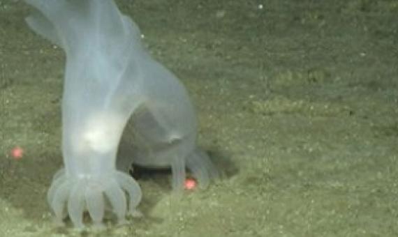 Sea cucumber nearly 3 miles deep (5000 meters). Credit: Deep CCZ Project