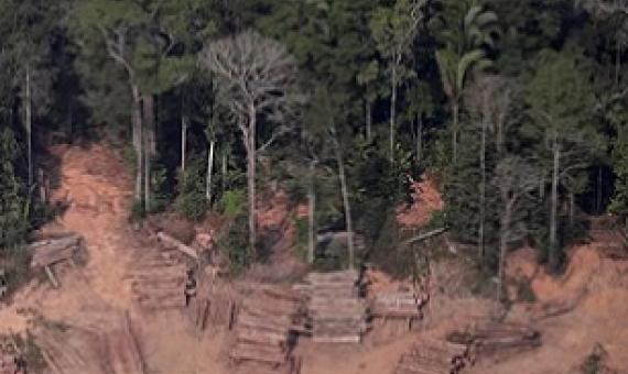 Nearly half of the world’s rainforests have been destroyed since the 1960s. Image: REUTERS/Ueslei Marcelino