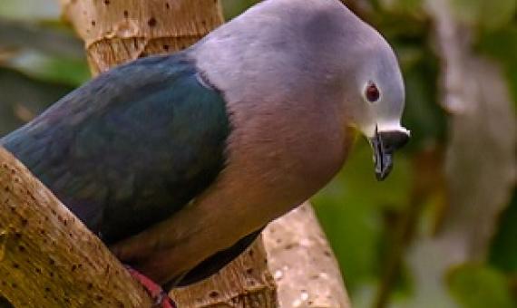 Pacific Pigeon (Ducula pacifica). Photo credit - Rudy Heijmen