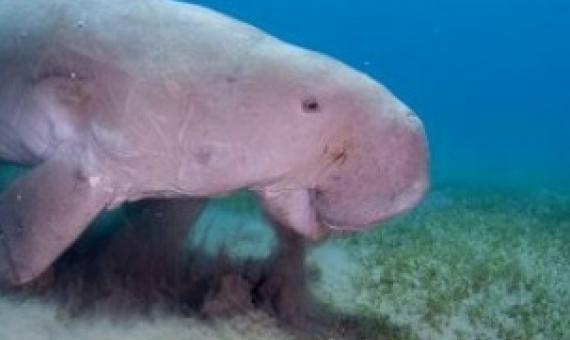 dugong