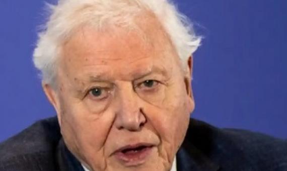 David Attenborough spoke to the Big Issue in early March, before the UK went into lockdown. Photograph: Reuters