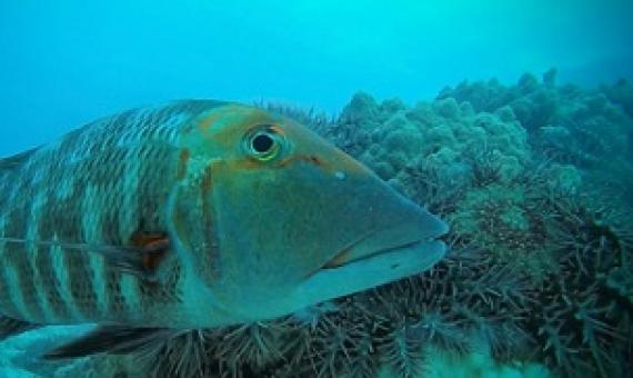 A red throat emperor (Lethrinus miniatus) checks out the camera in front of an aggregation of crown-of-thorns starfish on the Great Barrier Reef.  CREDIT - Australian Institute of Marine Science