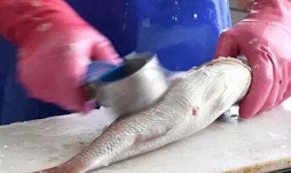 A worker prepares a fish for sale. Some endangered fish species caught in Australian waters are being sold in shop and fish markets. Photograph: Joel Carrett/AAP
