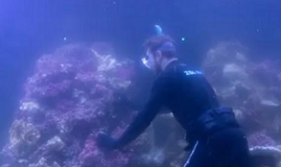Jeremy Simmons, London Zoo’s senior aquarist, puts coral into the Tiny Giants’ main tank. Photograph: Antonio Olmos/The Observer