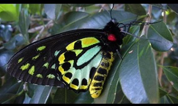 The richmond birdwing butterfly is one of the species found on the protected site at Currumbin Valley. Credit - www.abc.net.au