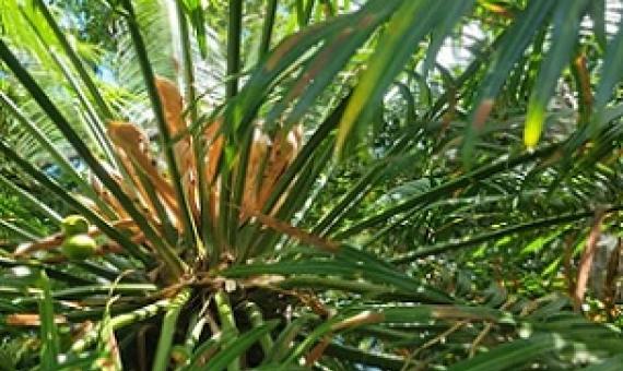 Female fadang tree. Credit - Else Demeulenaere