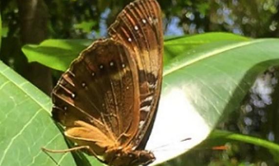 The Mariana eight-spot butterfly is shown in the Guam National Wildlife Refuge's Ritidian Unit. Photo - U.S. Fish and Wildlife Service