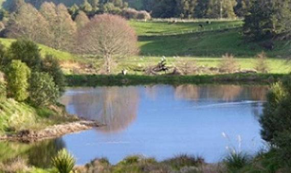 The wetland area where the first restoration planting was carried out. Credit - Mark and Felicity Brough/Stuff