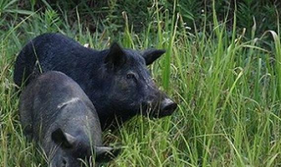 Feral Pigs in Hawaii. Credit - https://www.hawaiinewsnow.com/