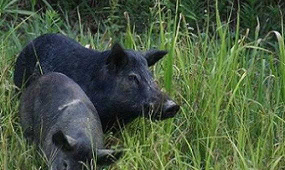 feral pigs