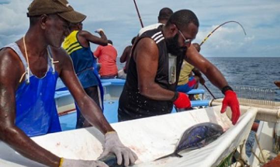 Tagging tuna on a pole-and-line vessel during an earlier research voyage in the WCPO. Photo Pacific Community (SPC).