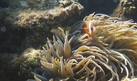 Fish supply affected due to reef damage. Credit - Jeshu Lal, www.fbcnews.com.fj