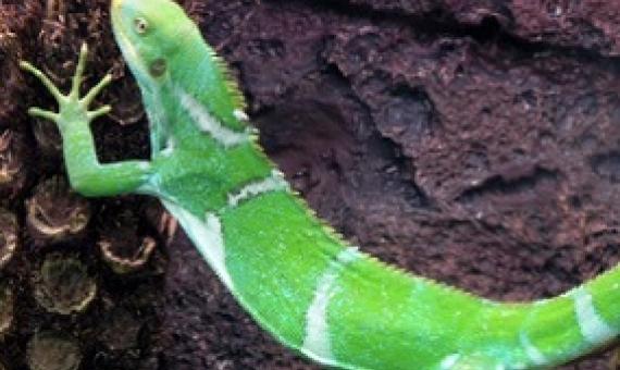 A Fiji crested iguana in the Perth Zoo. Credit - Sean Mack