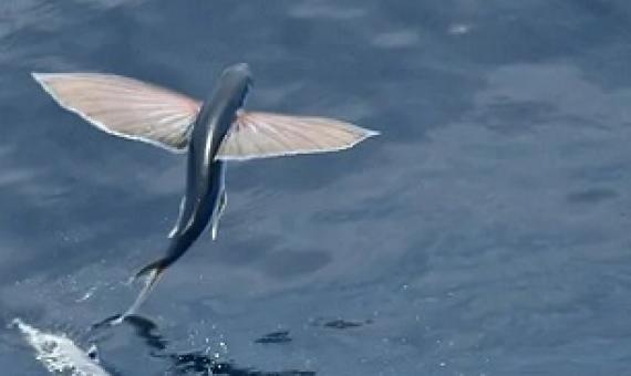 New Framework Will Boost Marine Conservation Efforts. Credit - ISTOCK, AGAMI STOCK