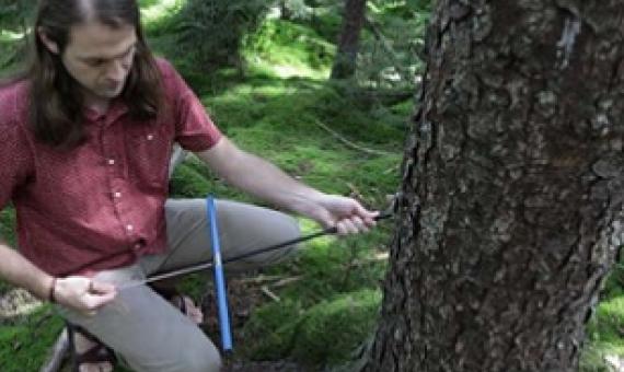 WVU alumnus Justin Mathias holds a tree increment borer to extract tree cores at Gaudineer Knob in West Virginia. Mathias and Richard Thomas, professor of forest ecology and climate change, found that trees are taking in more carbon dioxide than previously thought in a new study. Credit: West Virginia University