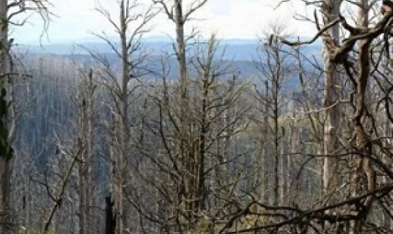 Burned eucalypt forest in Australia. Avoiding overall post-disturbance logging after such major disturbances can help to maintain biodiversity. Credit: Simon Thorn/University of Wuerzburg