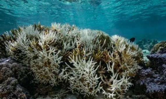 Bleached coral, a consequence of global warming, in Mo'orea, French Polynesia © Getty
