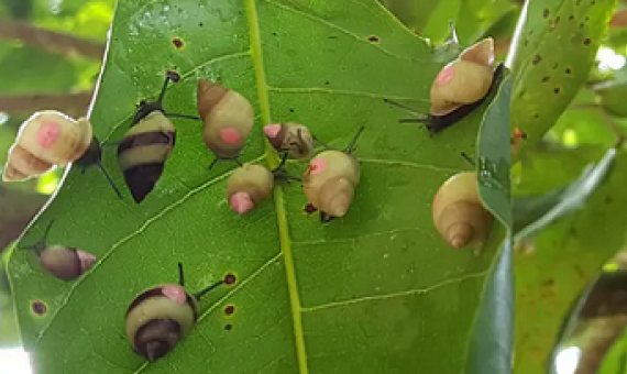 Partula snails are reintroduced on Huahine, French Polynesia. Photo credit: ZSL