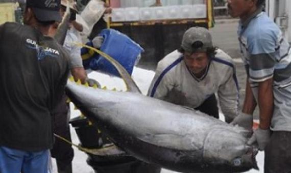 Suspension of vital Pacific fisheries observers set to continue. Photo: Supplied/ the Business & Human Rights Resource Centre