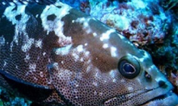 The Fiji Grouper (Kawakawa). Photo: Supplied/Fiji govt
