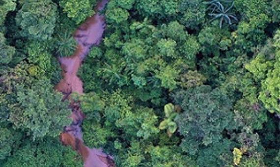 thick rainforest. credit - www.Mongabay.com