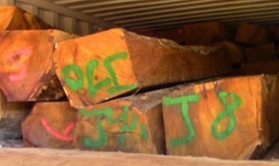 Rosewood logs ready for export. Credit - https://dailypost.vu/news/