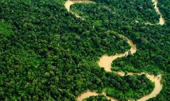 forests. Credit - Mark Bowler/naturepl.com