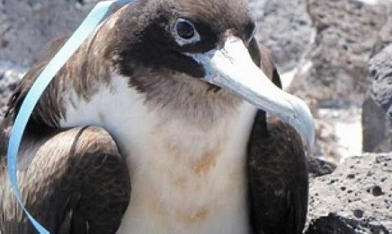 Great Frigate Bird tangled in plastic, Desventuradas Islands, Chile. Credit: Diego Miranda