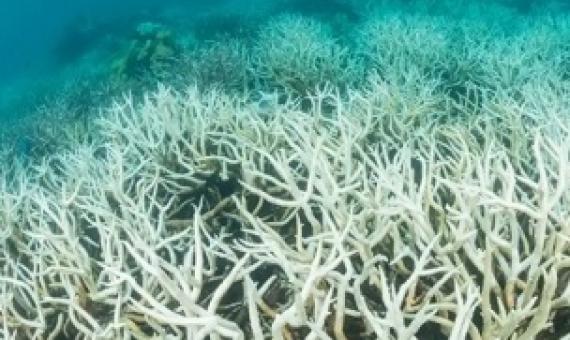 coral bleaching