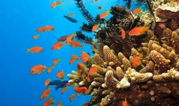 Great barrier Reef, Australia. Credit - Getty Images