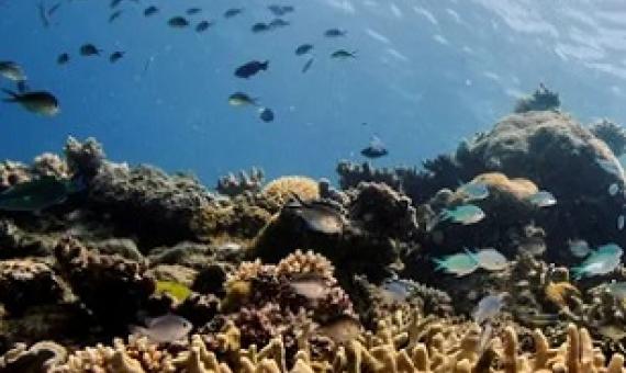 The Great Barrier Reef water quality report card says the health of corals and seagrass meadows in inshore areas has not improved, but water quality is slightly better than previous years. Photograph: Lucas Jackson/Reuters