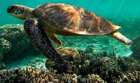 The Great Barrier Reef has held World Heritage status since 1981. Credit - Getty Images