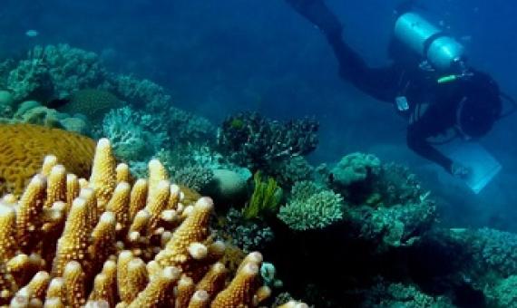 Zoe Richards has seen great changes in the corals off Lizard Island since she started monitoring them in 2011. Photograph: Mike Emslie