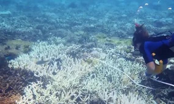  Coral bleaching at Heron Island, which did not bleach during the 2016-17 mass bleaching. Photograph: Charlotte Page