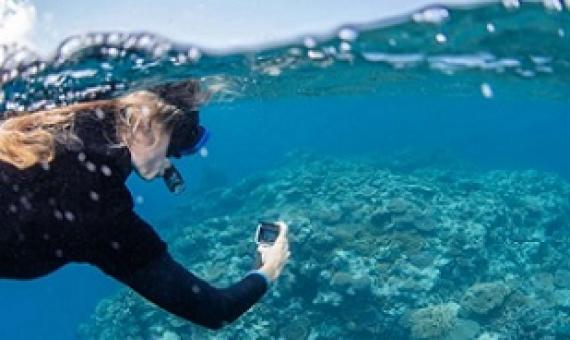 The simple survey methodology allows competent snorkellers to take part in the census.(Supplied: Citizens Of The Great Barrier Reef)