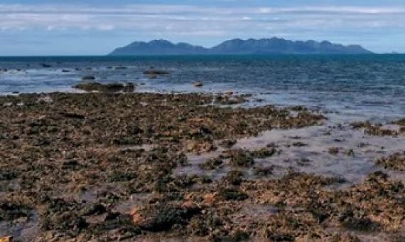 A 2012 photo depicting reef flats around Stone Island. Dr Tara Clark says an IPA film misrepresents her study of coral on the Great Barrier Reef. Photograph: Hannah Markham