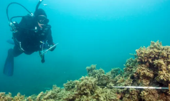 Repeated disturbances from climate change and deteriorating water quality have changed some sections of the Great Barrier Reef from coral to algae. Photograph: David Wachenfeld/Centre of Excellence for Coral Reef Studies