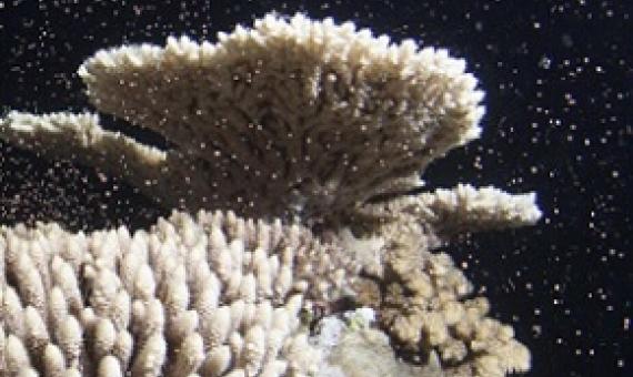 coral spawning in the great barrier reef. credit - Xavier Keir Silverswift
