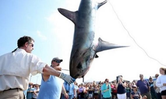 A shark is weighed in New Bedford, Massachusetts, as part of the North Atlantic Monster Shark Tournament. Recreational shark hunting accounts for a growing proportion of shark catches. Credit: Maddie Meyer/Getty