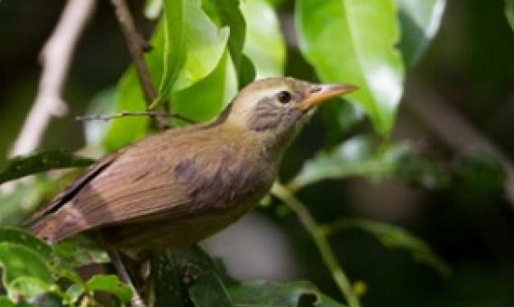 the giant white-eye an endangered bird found only in Palau. Credit - JEDEDIAH BRODIE; MICHAEL STUBBLEFIELD / ALAMY STOCK PHOTO