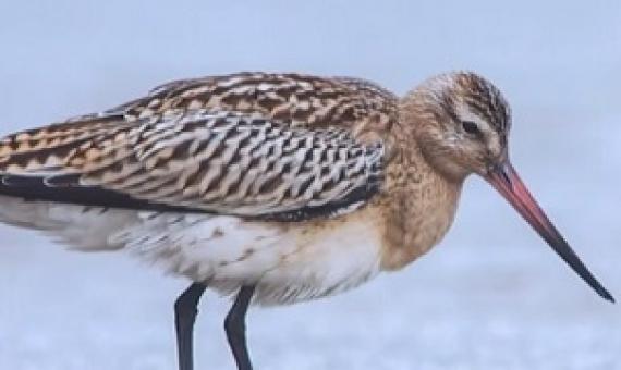 It’s hoped the research will allow greater understanding of the birds’ decline in New Zealand. Source: 1 NEWS