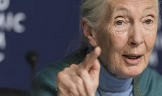 Jane Goodall has blamed the Covid-19 pandemic on the exploitation of the natural world. Photograph: Alessandro della Valle/AP