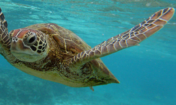A Hawksbill sea turtle swimming in the water around Lady Elliott Island in the Great Barrier Reef, Australia, a World Heritage protected area.  Credit - MARK KOLBE/GETTY IMAGES.
