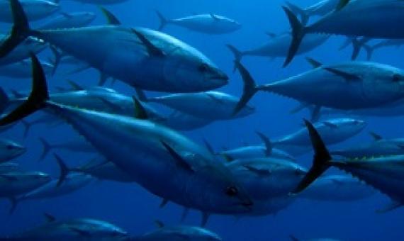 Yellowfin Tuna. Credit - Guido Montaldo, Shutterstock