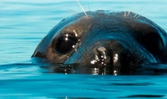 Benyon review of Highly Protected Marine Areas published