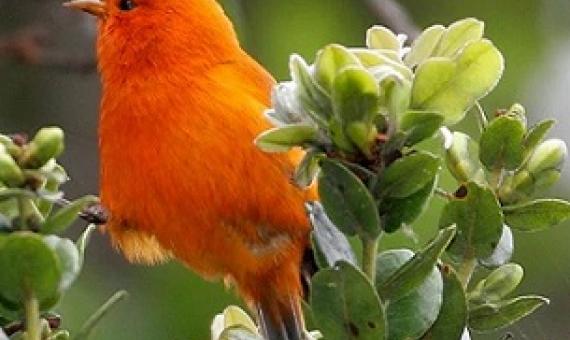 The Maui ʻākepa, a Hawaiian honeycreeper thought to be extinct. Photo: Courtesy of U.S. Geological Survey